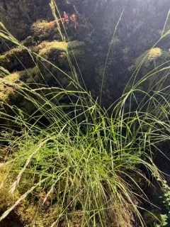 Harford's oniongrass thumbnail 3