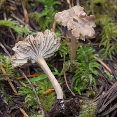 Pseudolaccaria pachyphylla thumbnail 1