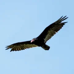 Turkey Vulture thumbnail 3