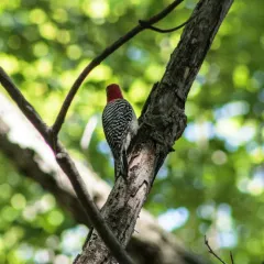 Red-bellied Woodpecker thumbnail 1