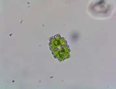 Euastrum bidentatum thumbnail 2