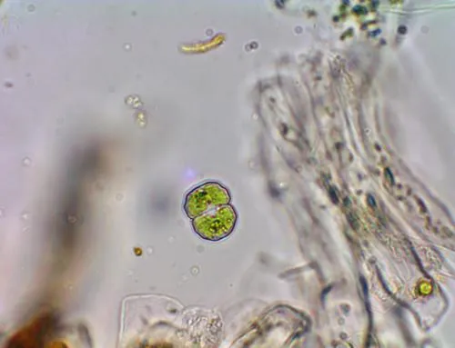 Cosmarium regnellii