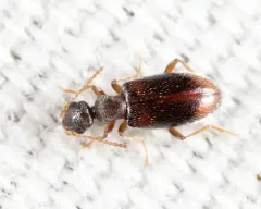 Anthicus scabriceps thumbnail 1