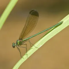 Sparkling Jewelwing thumbnail 2