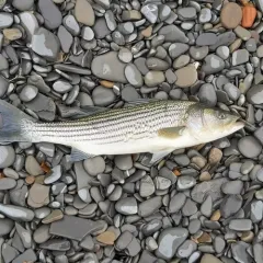 Striped Bass thumbnail 3