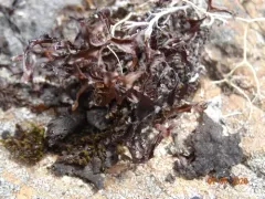 Iceland Lichen thumbnail 4