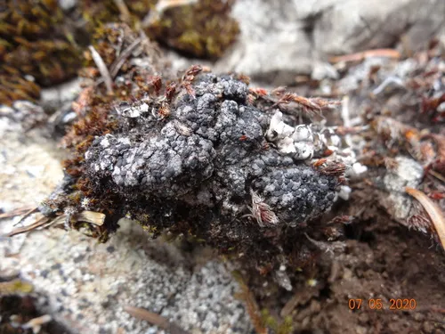 Brown Earth-crust Lichen