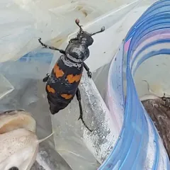 Say's Burying Beetle thumbnail 1
