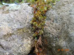 Small Hair Moss thumbnail 2