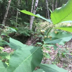 poke milkweed thumbnail 2