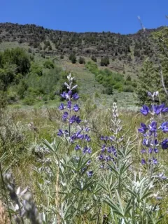 Kellogg's Spurred Lupine thumbnail 3