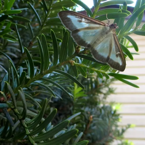 Box Tree Moth