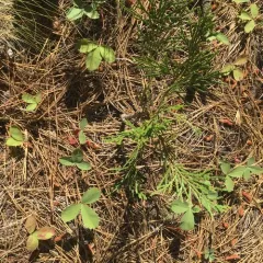 California incense-cedar thumbnail 3