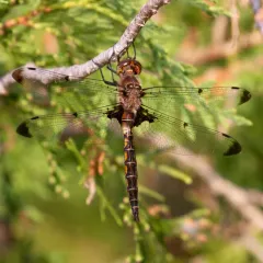 Prince Baskettail thumbnail 2