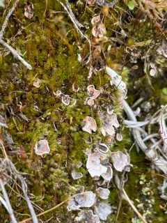 Illosporium carneum thumbnail 4
