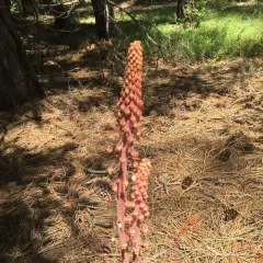 woodland pinedrops thumbnail 3