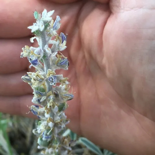 Lupine Aphid