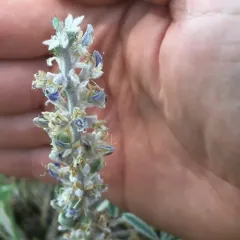 Lupine Aphid thumbnail 1