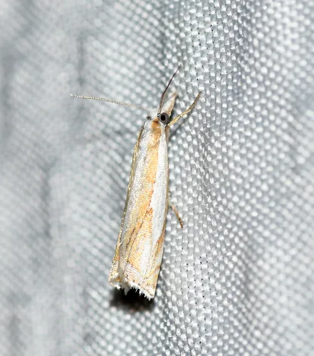 Young's Grass-veneer