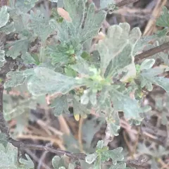 Antelope Bitterbrush thumbnail 3