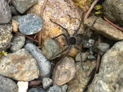 Pardosa steva thumbnail 3