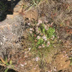 pinewoods horkelia thumbnail 3