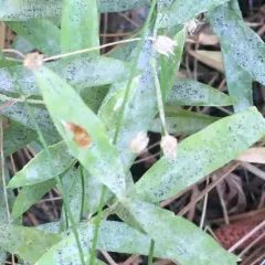 Erysiphe buhrii thumbnail 4
