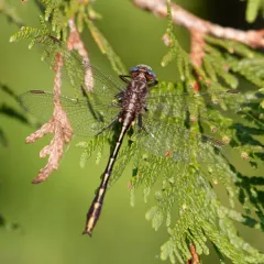 Lancet Clubtail thumbnail 4
