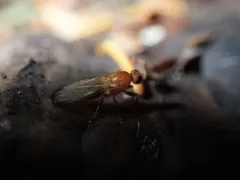 Mycetaulus polypori thumbnail 3