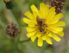 Titus's Sweat Bee thumbnail 1