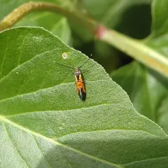 Neoheliodines nyctaginella thumbnail 4