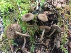 Inocybe lanuginosa thumbnail 3