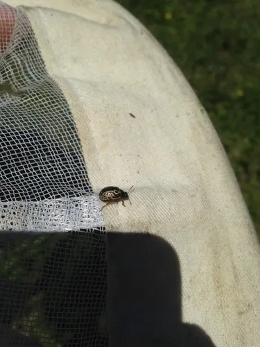 Calligrapha apicalis