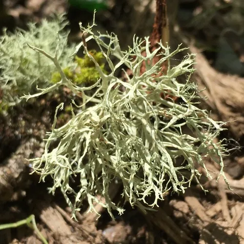 Farinose Cartilage Lichen