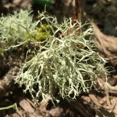Farinose Cartilage Lichen thumbnail 1