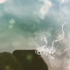 Red-eye Medusa thumbnail 1