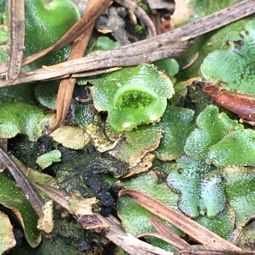 Crescent-cup liverwort