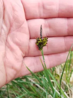 Long-styled Sedge thumbnail 4