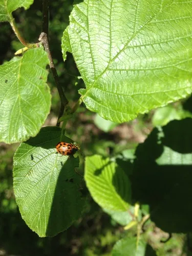 Alder Leaf Beetle