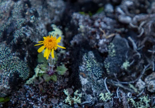 Ogotoruk Creek Groundsel