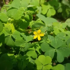 Creeping Woodsorrel thumbnail 2
