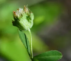 bowl clover thumbnail 4
