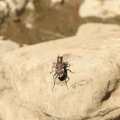 Bronzed Tiger Beetle thumbnail 4