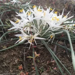 common starlily thumbnail 4