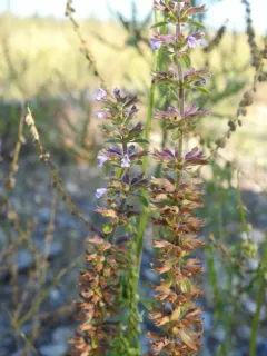 Thyme-leaf Dragon-head thumbnail 2