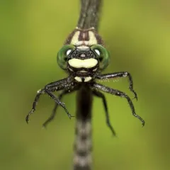 Mustached Clubtail thumbnail 4