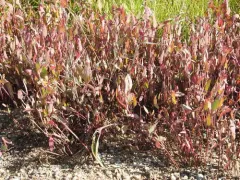 thickleaf orach thumbnail 4
