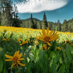 northern mule's ears thumbnail 4