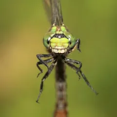 Maine Snaketail thumbnail 2
