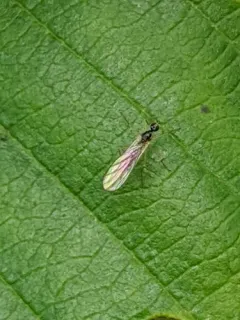 Boreodromia bicolor thumbnail 3